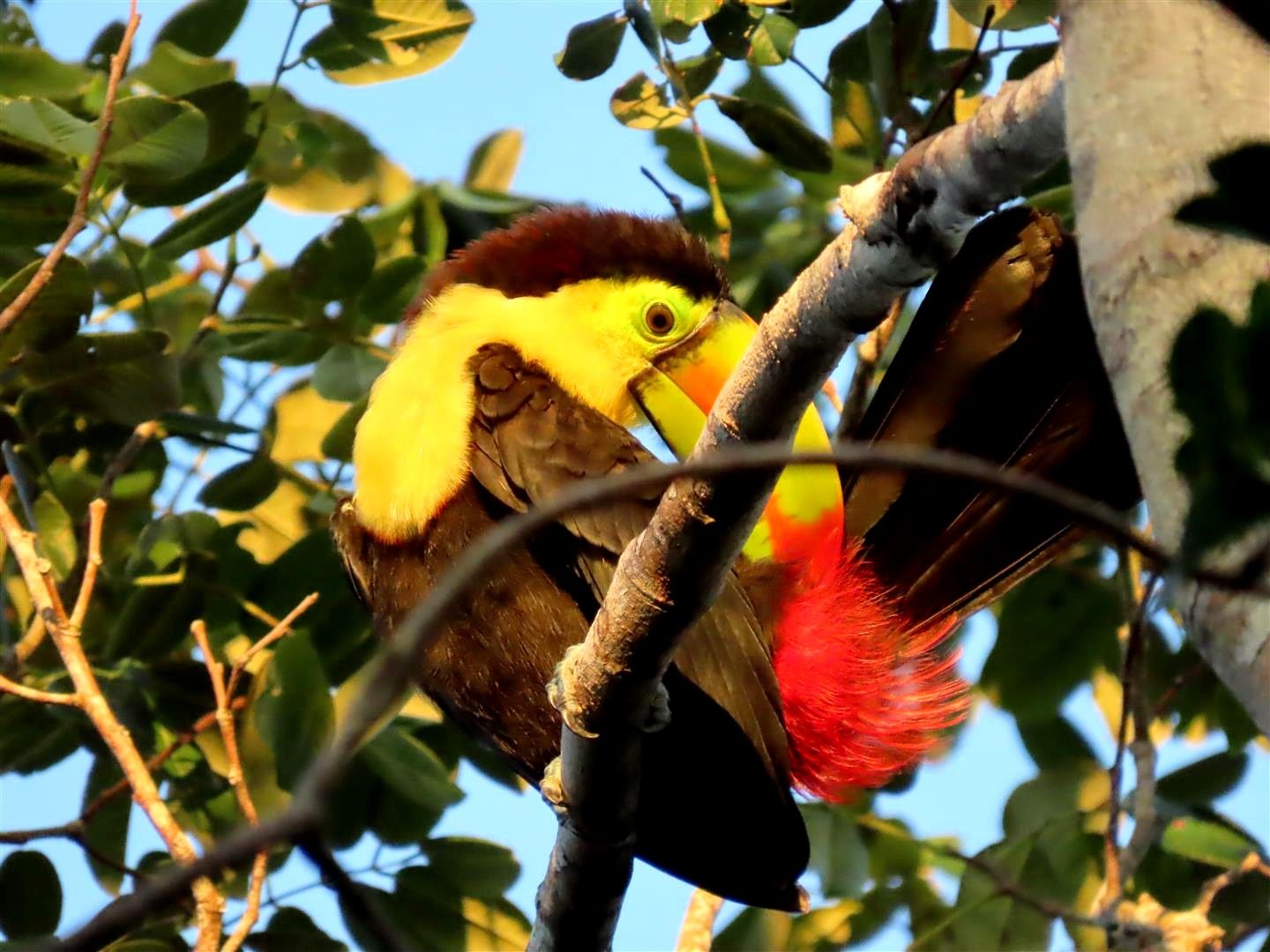 Fauna Quintana Roo