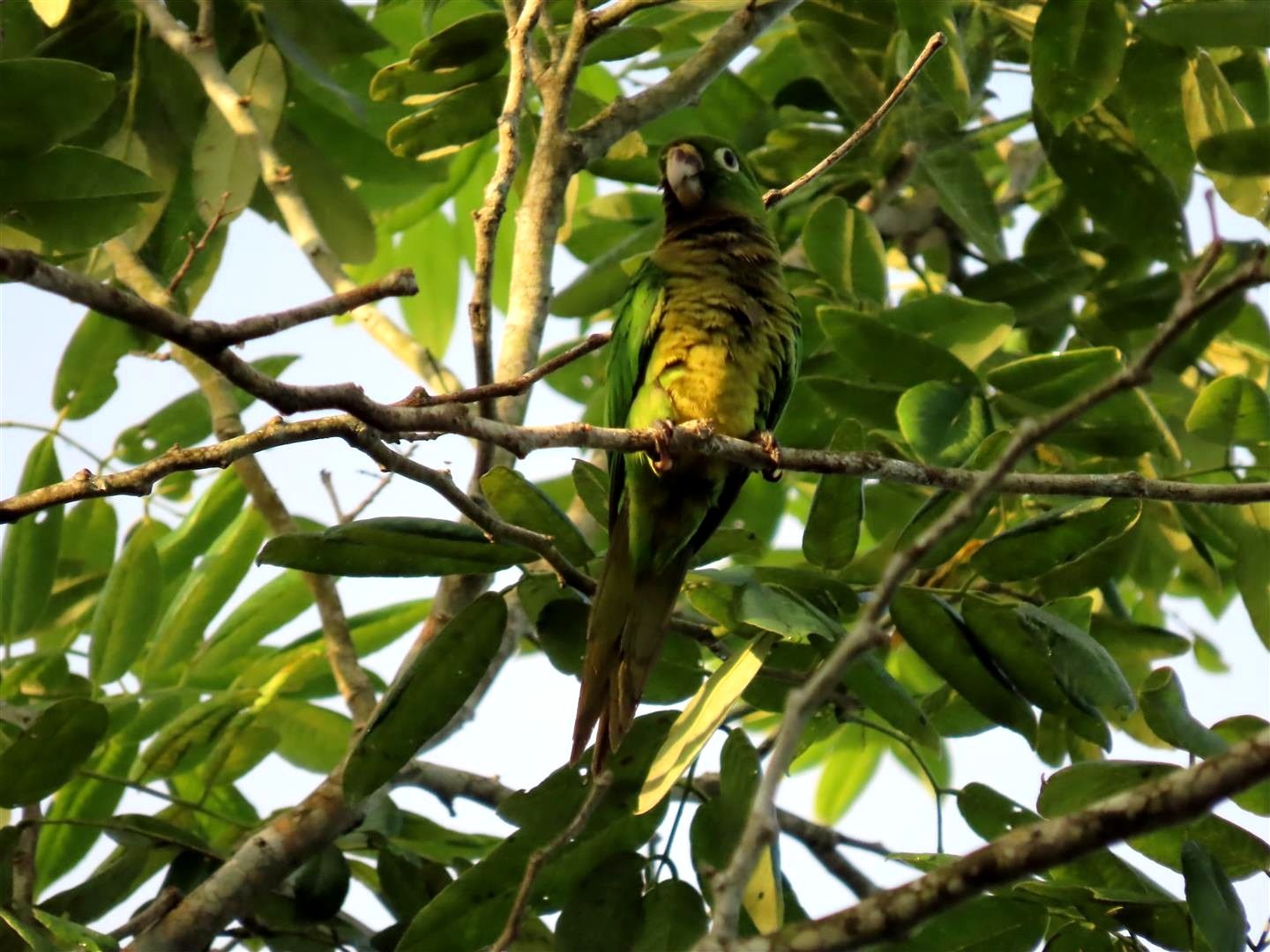 Naturaleza Muyil
