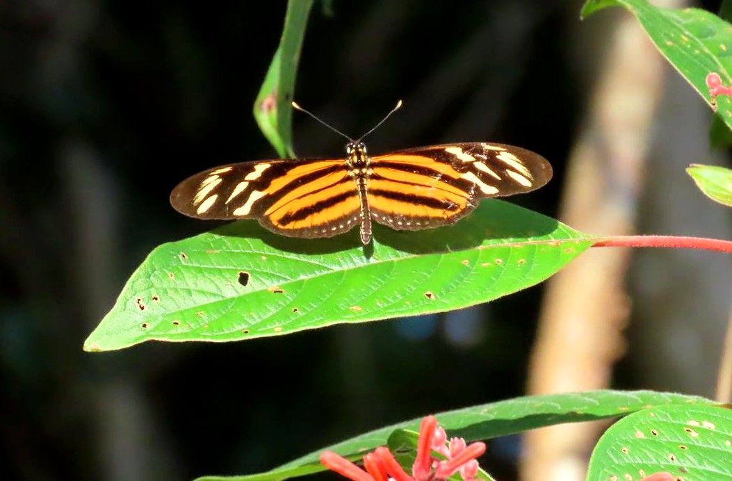Selva maya Muyil