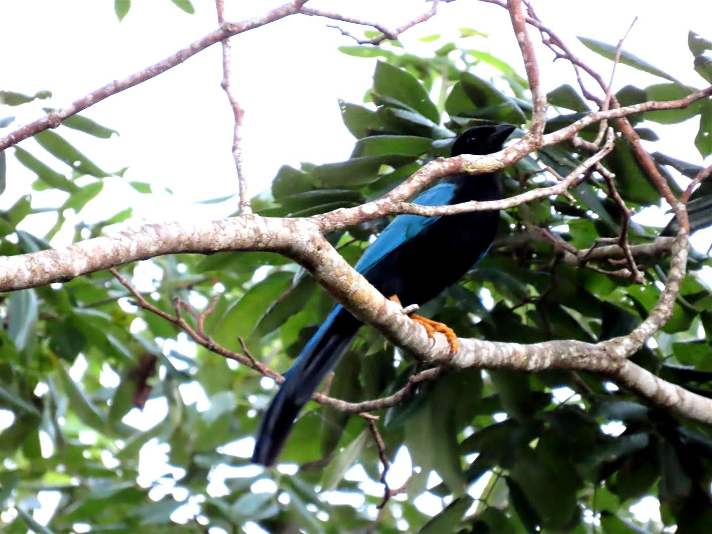 Naturaleza viva selva